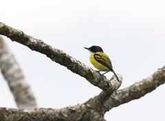 Todirostrum nigriceps