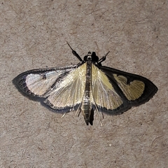 Hyalea pallidalis