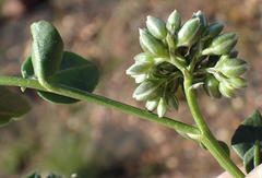 Limeum telephioides telephioides