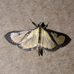 Hyalea pallidalis