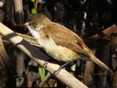 Acrocephalus scirpaceus baeticatus