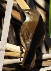 Acrocephalus scirpaceus baeticatus