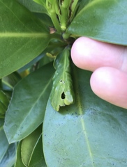 Aculus corynocarpi