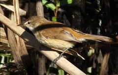 Acrocephalus scirpaceus baeticatus