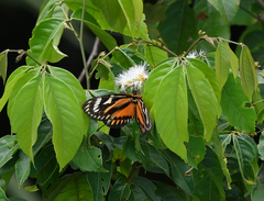 Prometheus zagraea