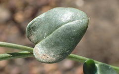 Limeum telephioides telephioides