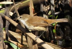Acrocephalus scirpaceus baeticatus