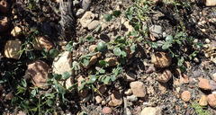 Limeum telephioides telephioides