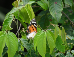 Prometheus zagraea