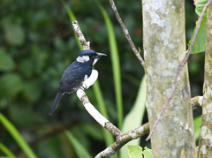 Notharchus pectoralis