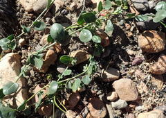 Limeum telephioides telephioides