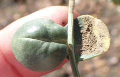 Limeum telephioides telephioides