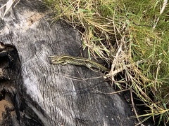 Lissolepis coventryi