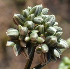 Limeum telephioides telephioides