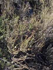 Pentzia