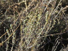 Pentzia