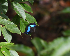 Archaeoprepona demophon