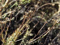 Pentzia