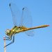 Meadowhawks - Photo (c) Stavros Markopoulos, some rights reserved (CC BY-NC-ND)