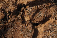 Anochetus levaillanti