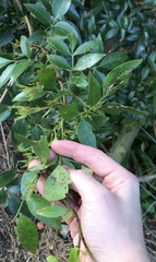 Jasminum officinale