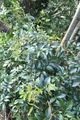 Jasminum officinale