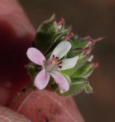 Pelargonium nanum