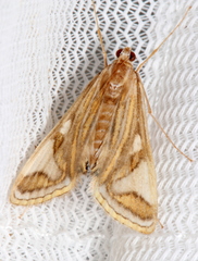 Strepsinoma foveata