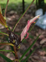 Columnea linearis