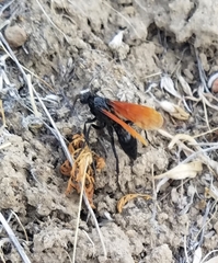Calopompilus pyrrhomelas