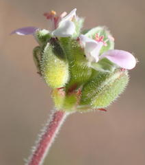 Pelargonium nanum