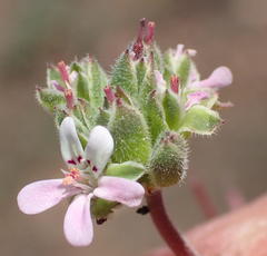 Pelargonium nanum