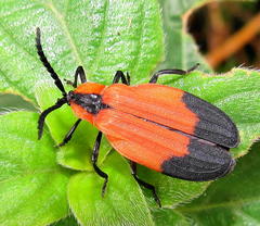 Lycus melanurus