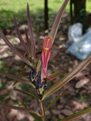 Columnea linearis