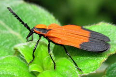 Lycus melanurus