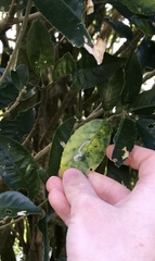 Liriomyza flavolateralis