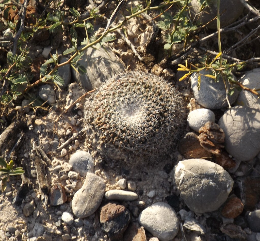Mammillaria formosa formosa from Dr Arroyo, N.L., México on September