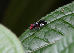 Thyrsophorinae