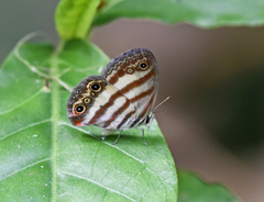 Euptychia jesia