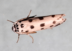 Ethmia sphaerosticha