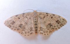 Scopula plantagenaria