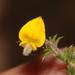 Aspalathus aristifolia - Photo 由 Brian du Preez 所上傳的 (c) Brian du Preez，保留部份權利CC BY-SA