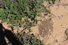 Aspalathus aristifolia