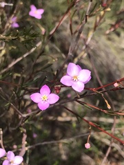Boronia filifolia