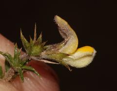 Aspalathus aristifolia