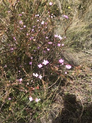 Boronia filifolia