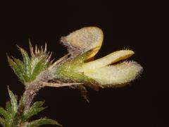 Aspalathus aristifolia