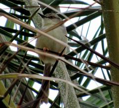 Prinia subflava pondoensis