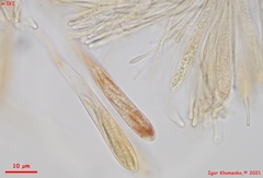 Strossmayeria basitricha