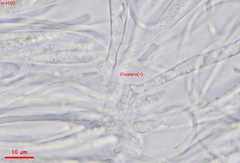 Strossmayeria basitricha